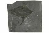 Cambrian Phyllocarid (Pseudoarctolepis) Fossil - Utah #113195-1